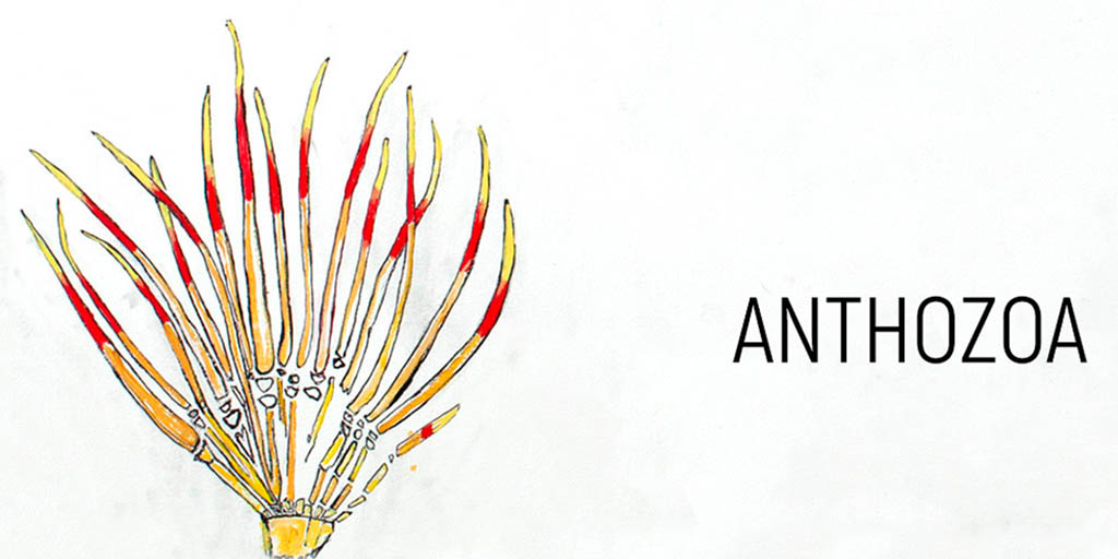 Anthozoa